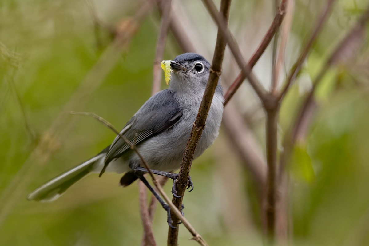 Blue-gray Gnatcatcher (Cozumel) - ML638778607