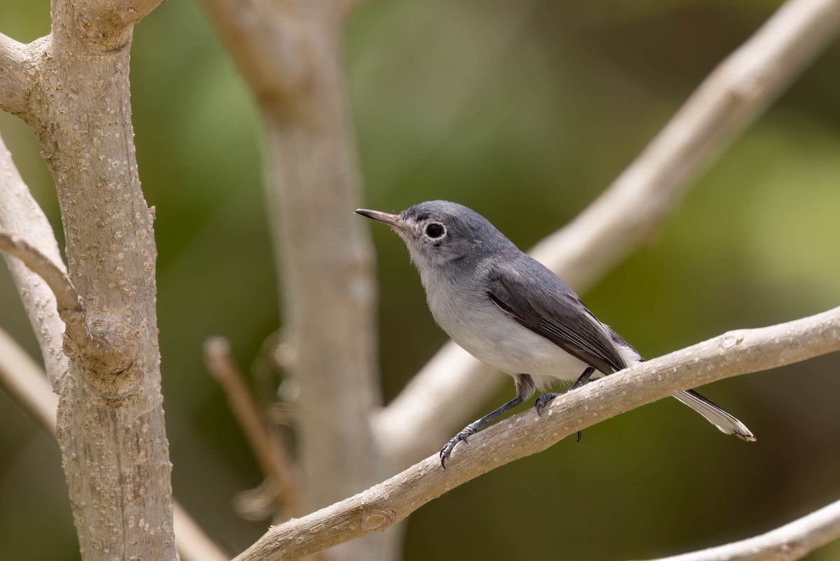 Blue-gray Gnatcatcher (Cozumel) - ML638778620