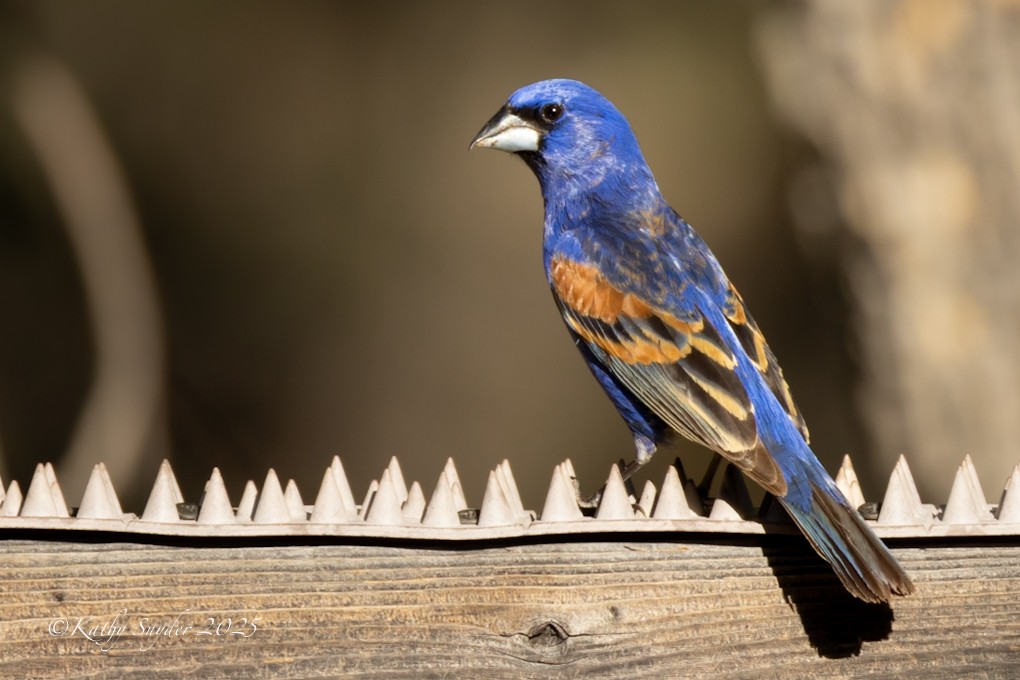 Blue Grosbeak - ML638778630