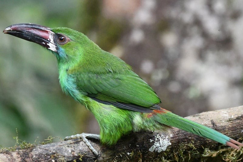 Crimson-rumped Toucanet - ML638778631