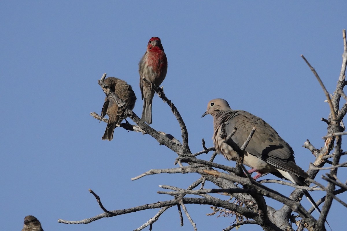 Mourning Dove - ML638778635