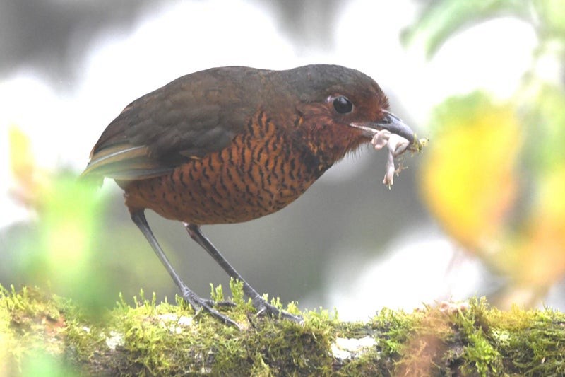 Giant Antpitta - ML638778644