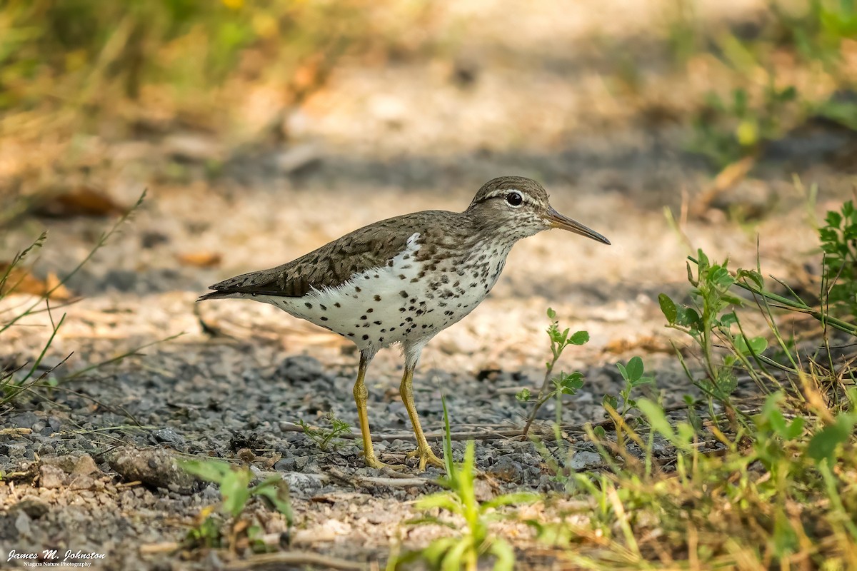 Spotted Sandpiper - ML638778651