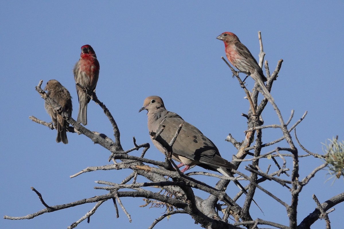 Mourning Dove - ML638778671