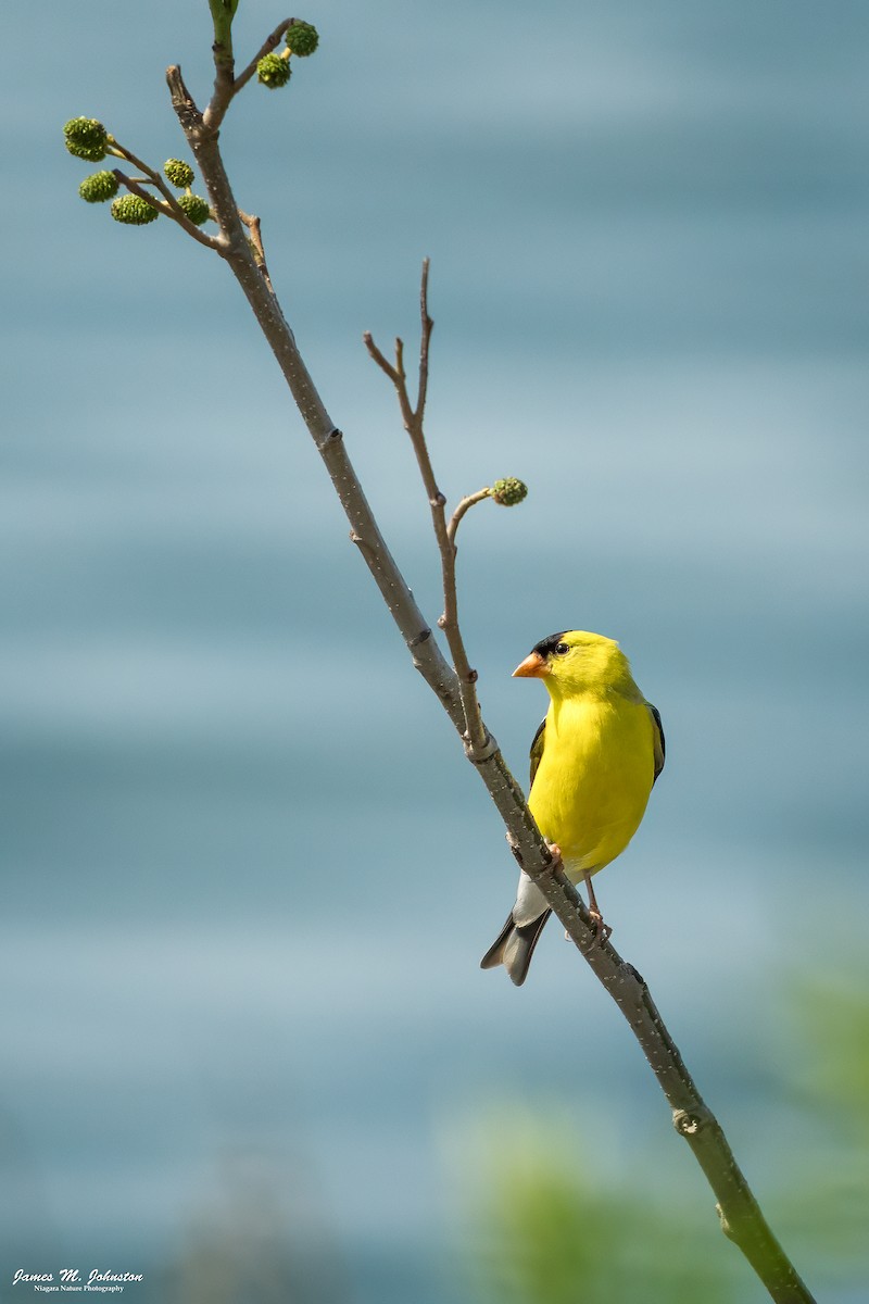 American Goldfinch - ML638778673