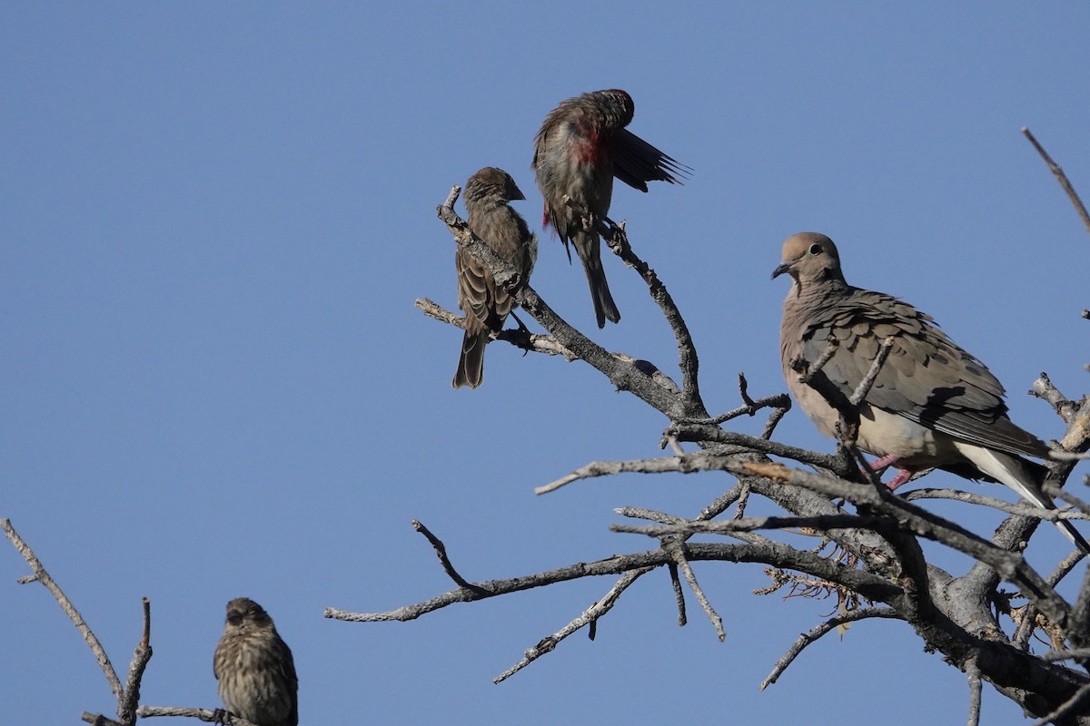 House Finch - ML638778683
