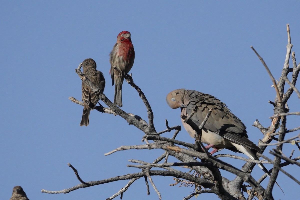 House Finch - ML638778684
