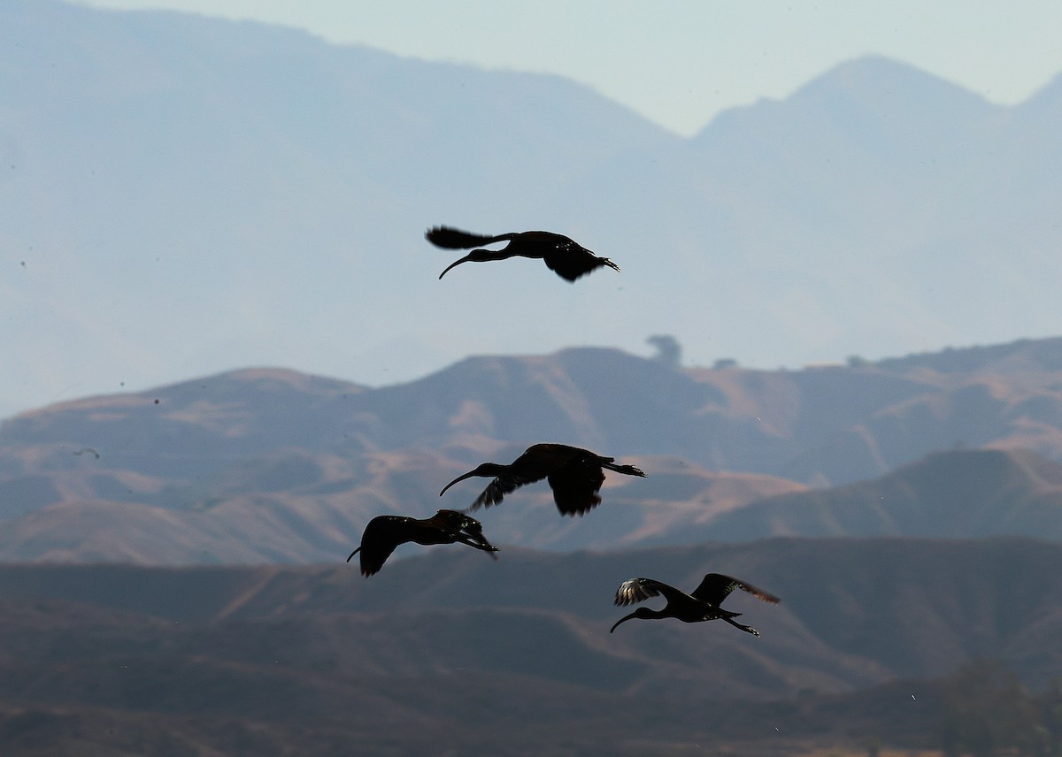 White-faced Ibis - ML638778704