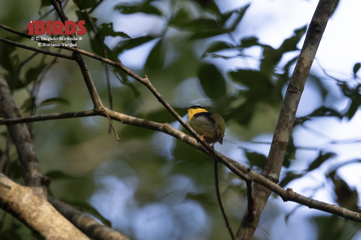 Golden-collared Manakin - ML638778711