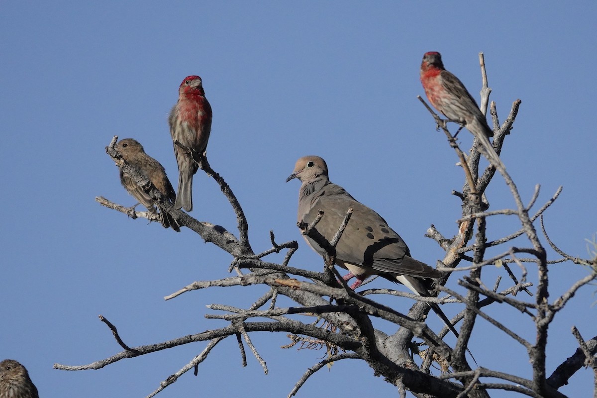 House Finch - ML638778713