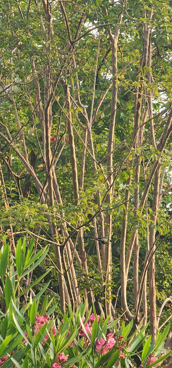 Great Tit - ML638778728