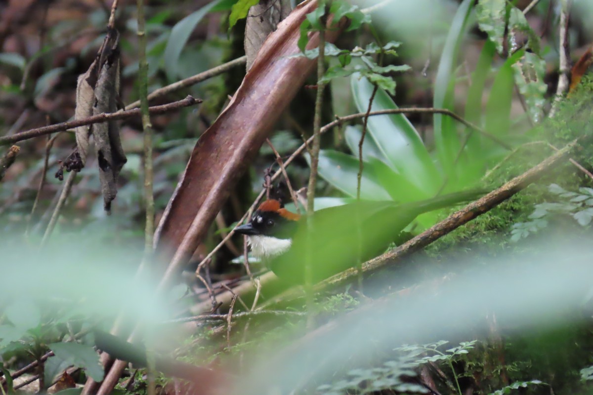 Chestnut-capped Brushfinch - ML638778738