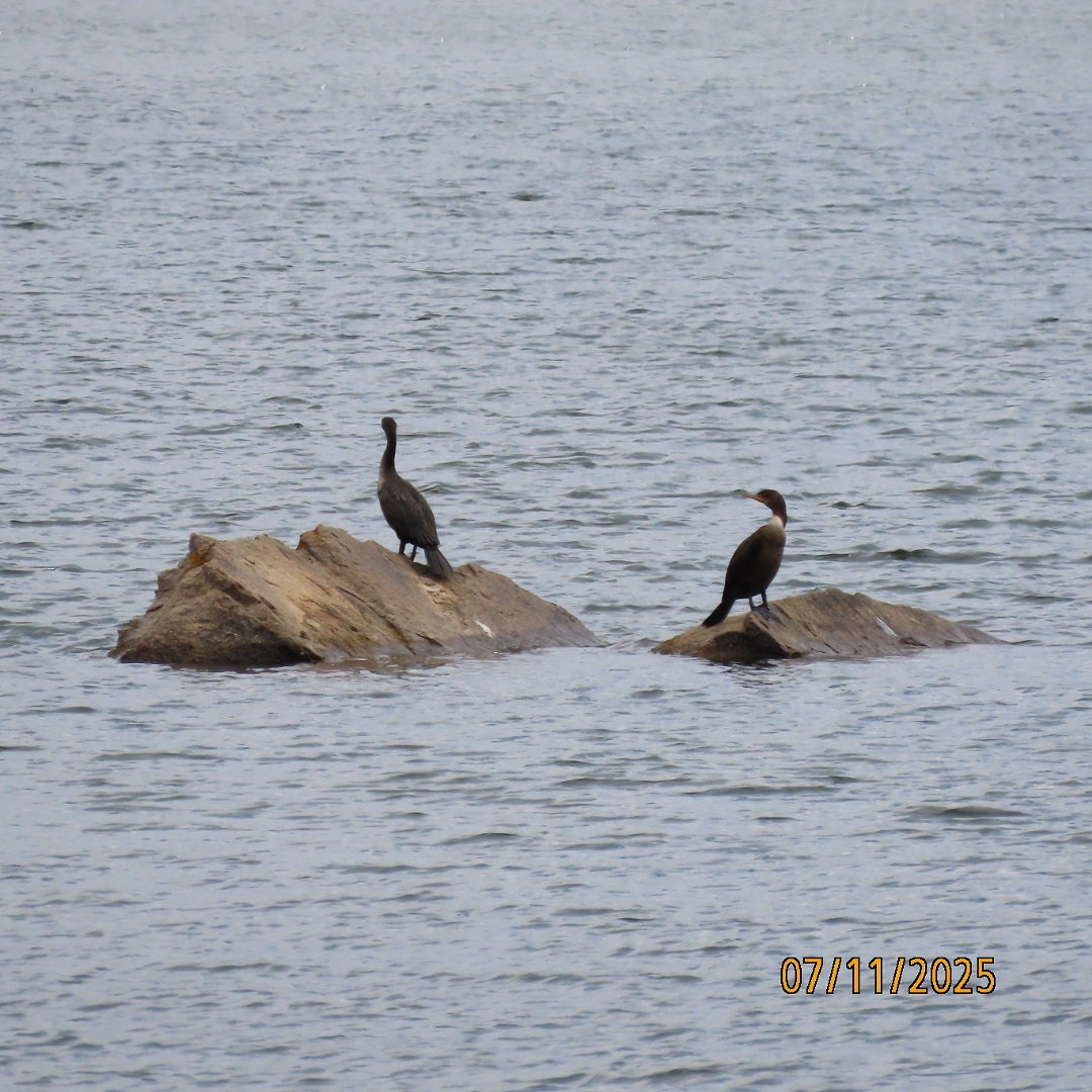 Double-crested Cormorant - ML638778739
