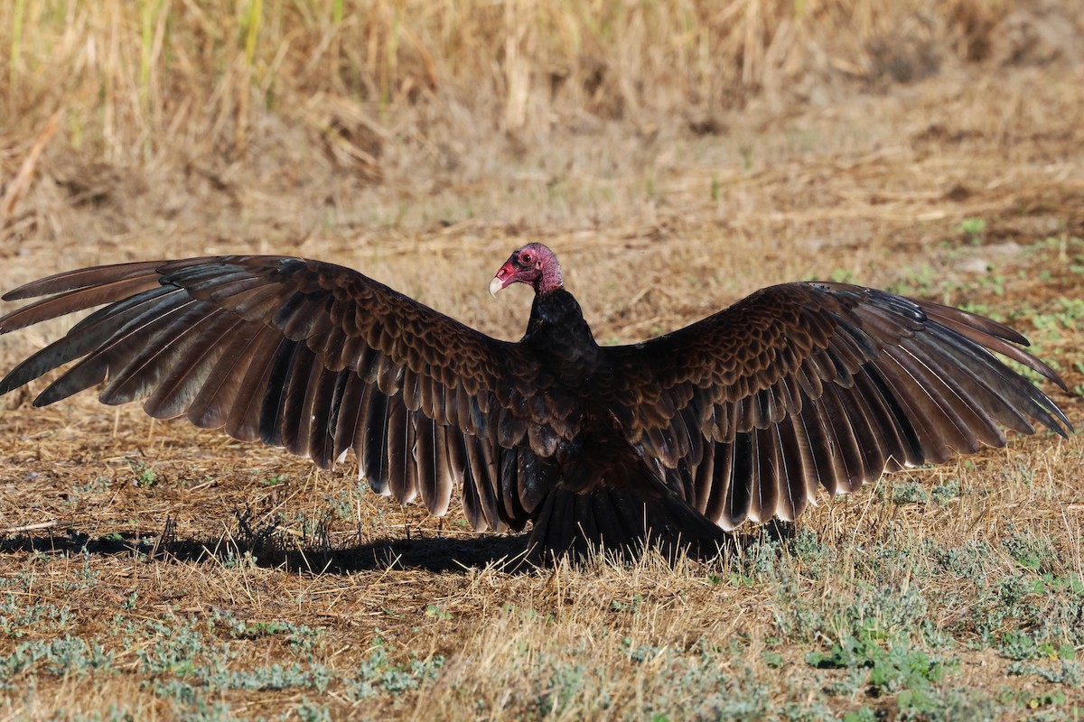 Turkey Vulture - ML638778744
