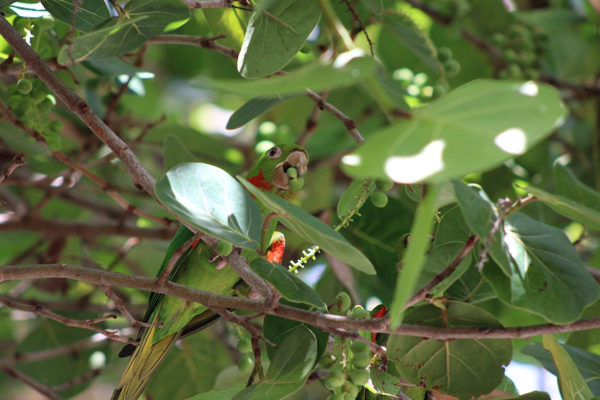 White-eyed Parakeet - ML638778747
