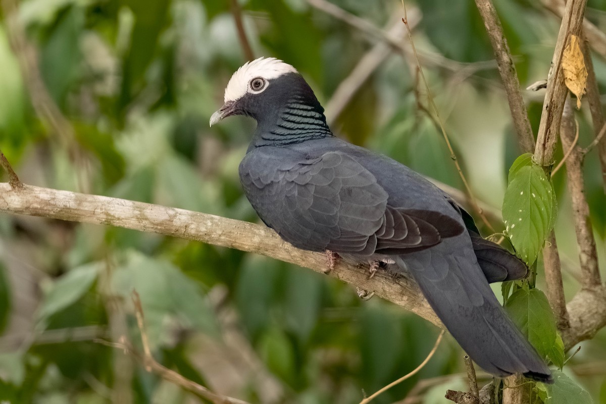 White-crowned Pigeon - ML638778753