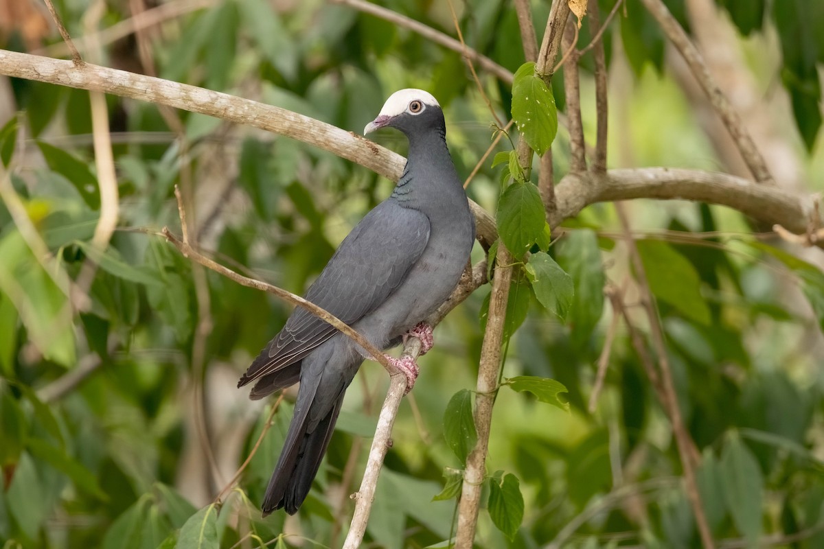 White-crowned Pigeon - ML638778755