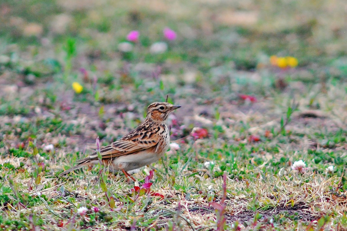 Oriental Skylark - ML638778757