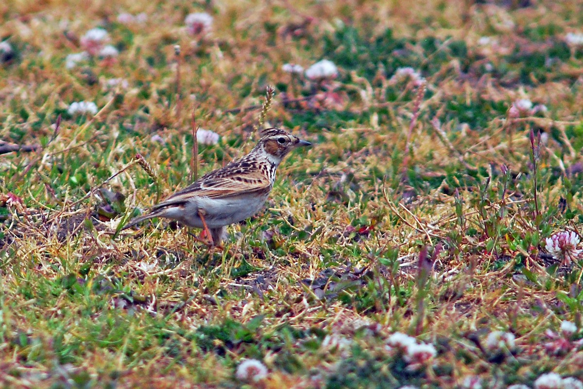 Oriental Skylark - ML638778759