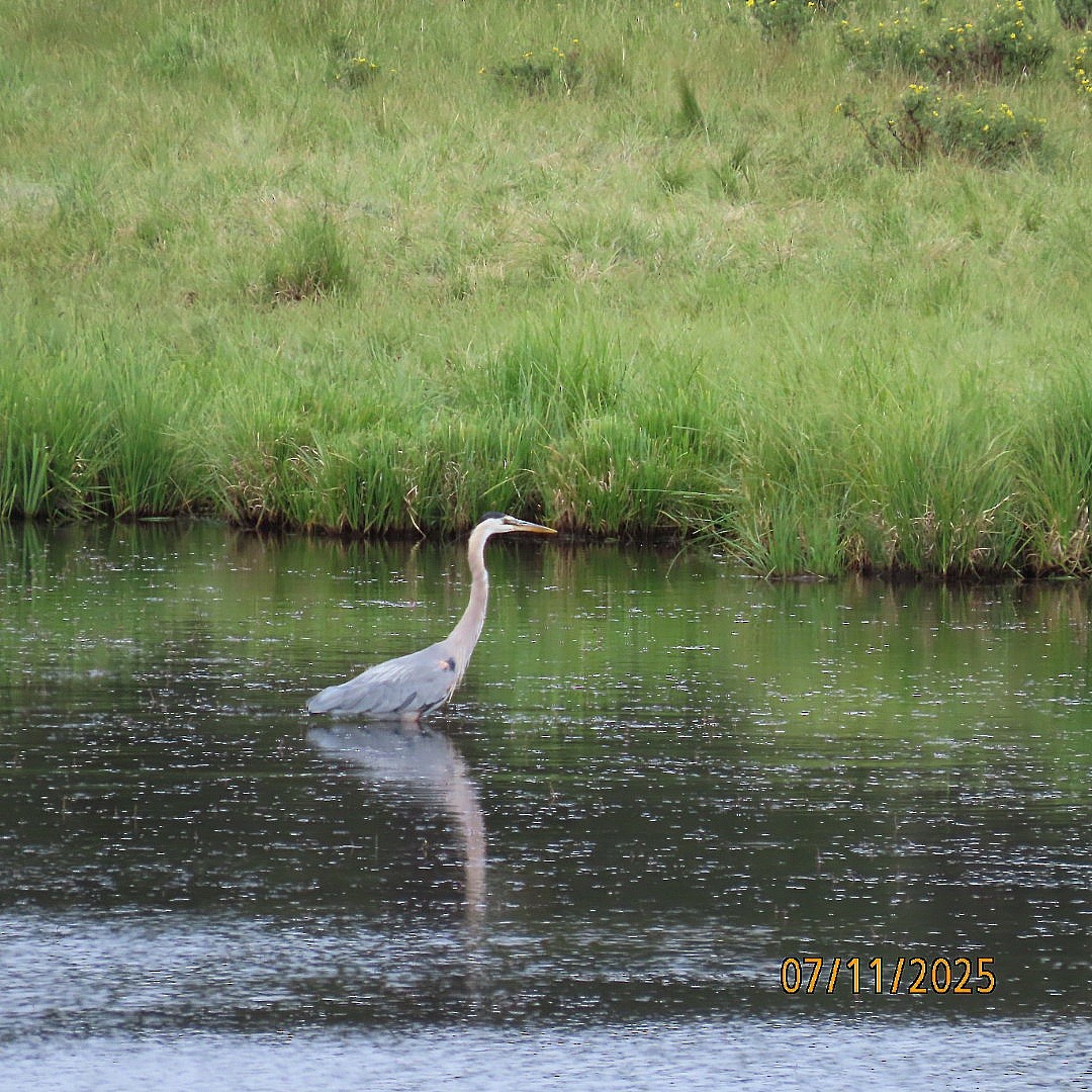 Great Blue Heron - ML638778761