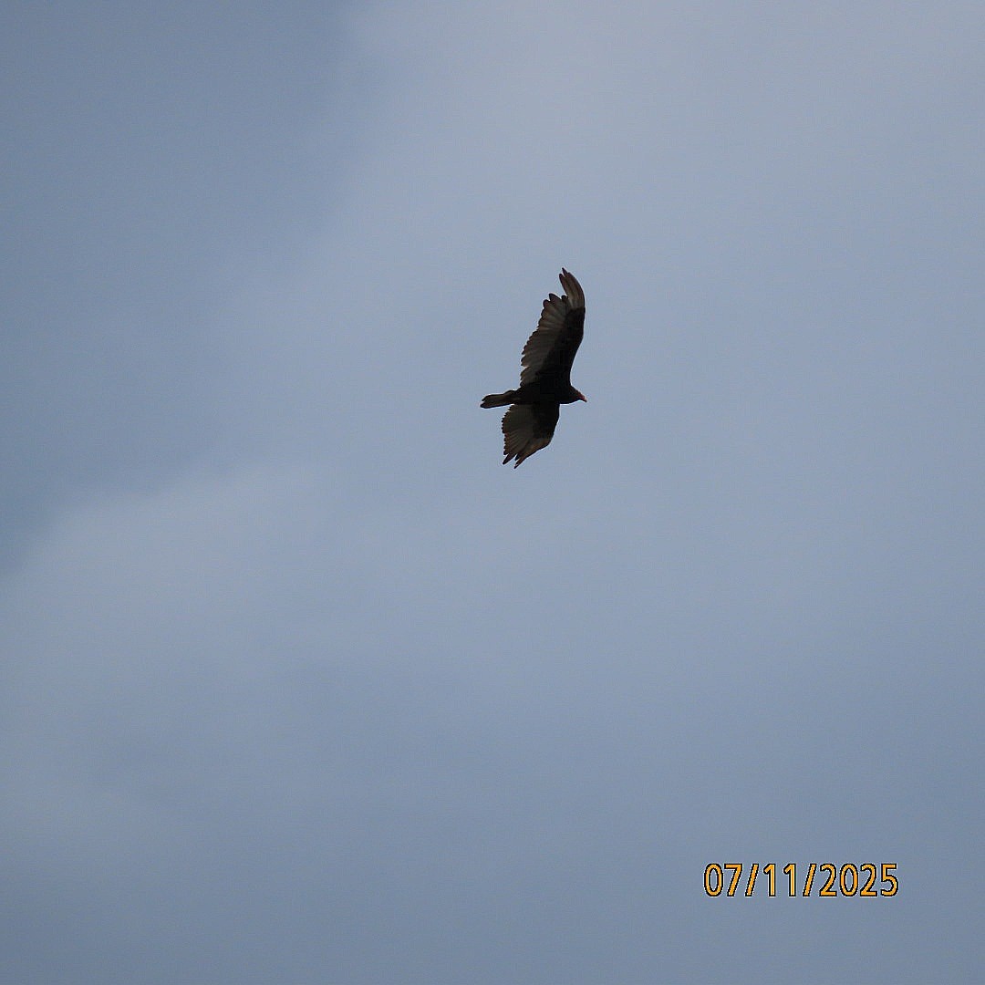 Turkey Vulture - ML638778763