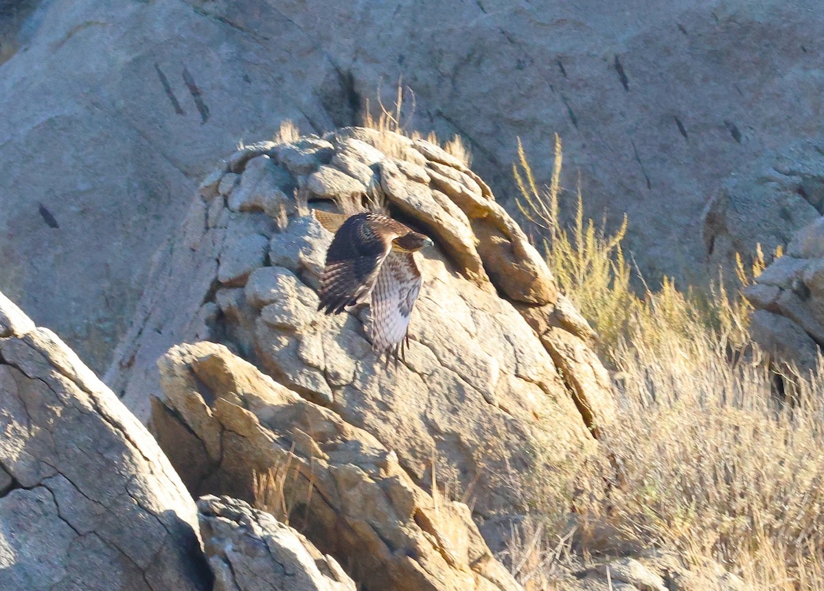 Red-tailed Hawk - ML638778765