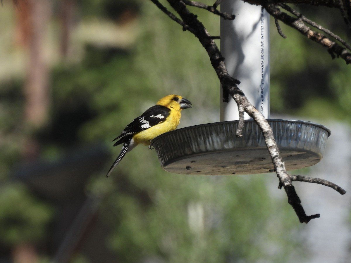 Yellow Grosbeak - ML638778766