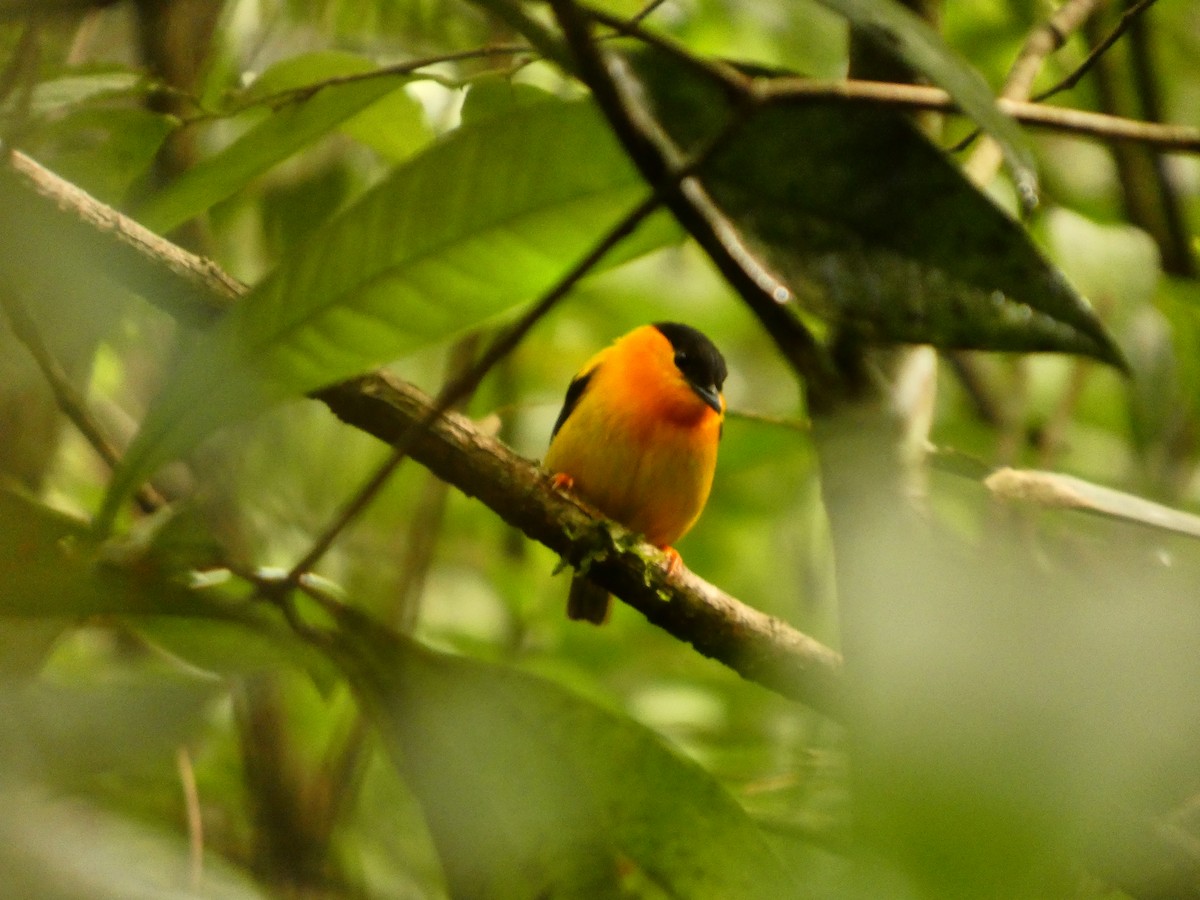 Orange-collared Manakin - ML638778769