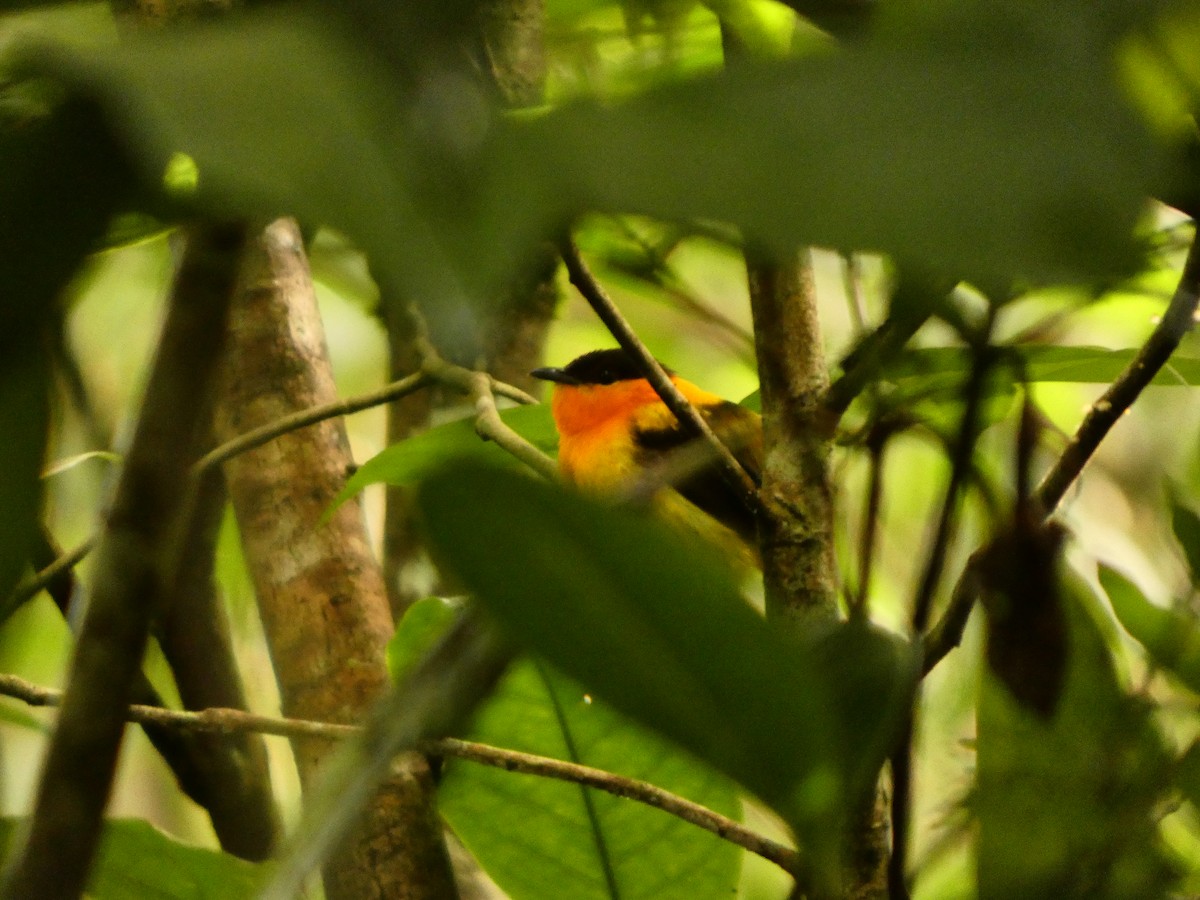 Orange-collared Manakin - ML638778770