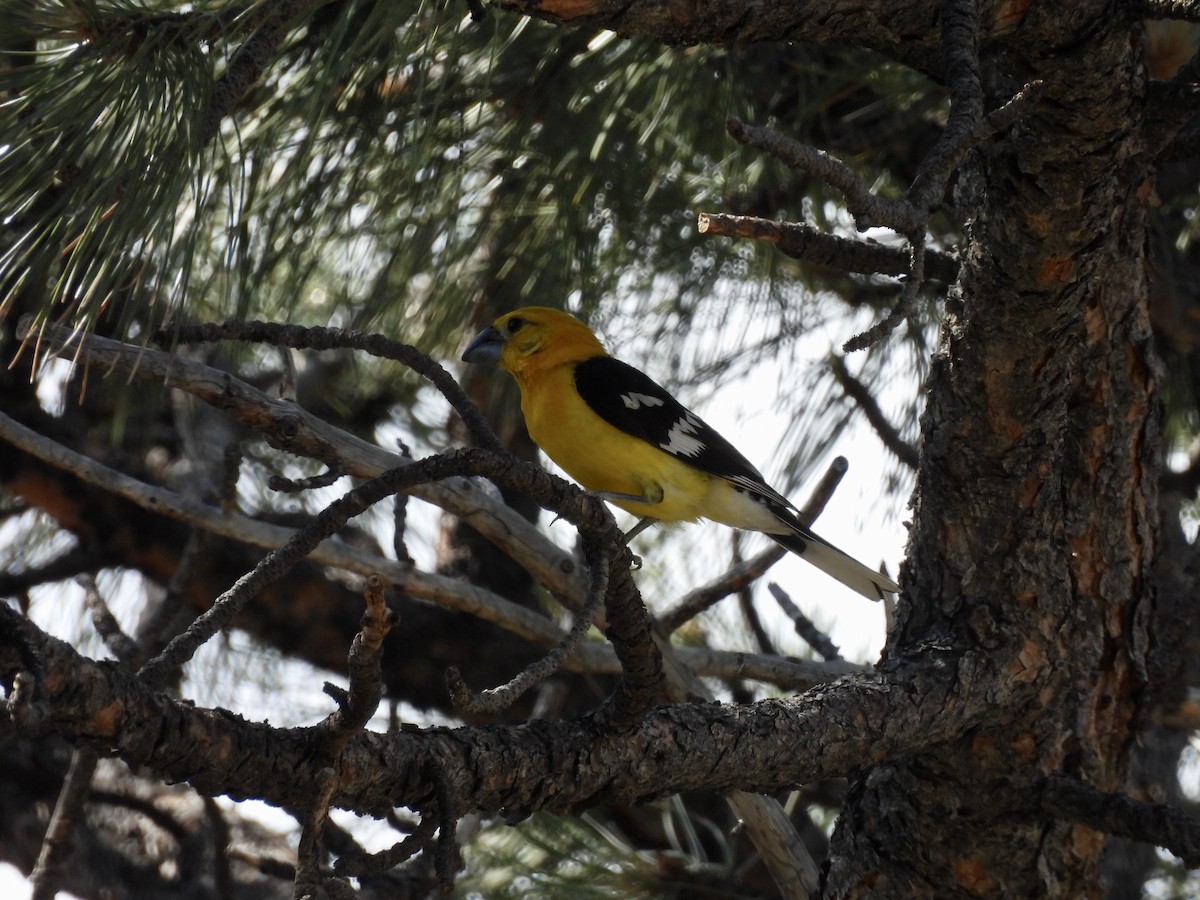 Yellow Grosbeak - ML638778775