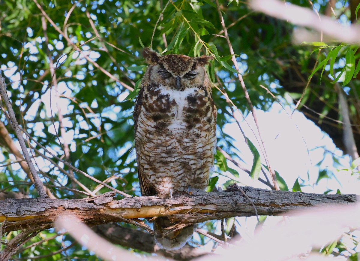 Great Horned Owl - ML638778779