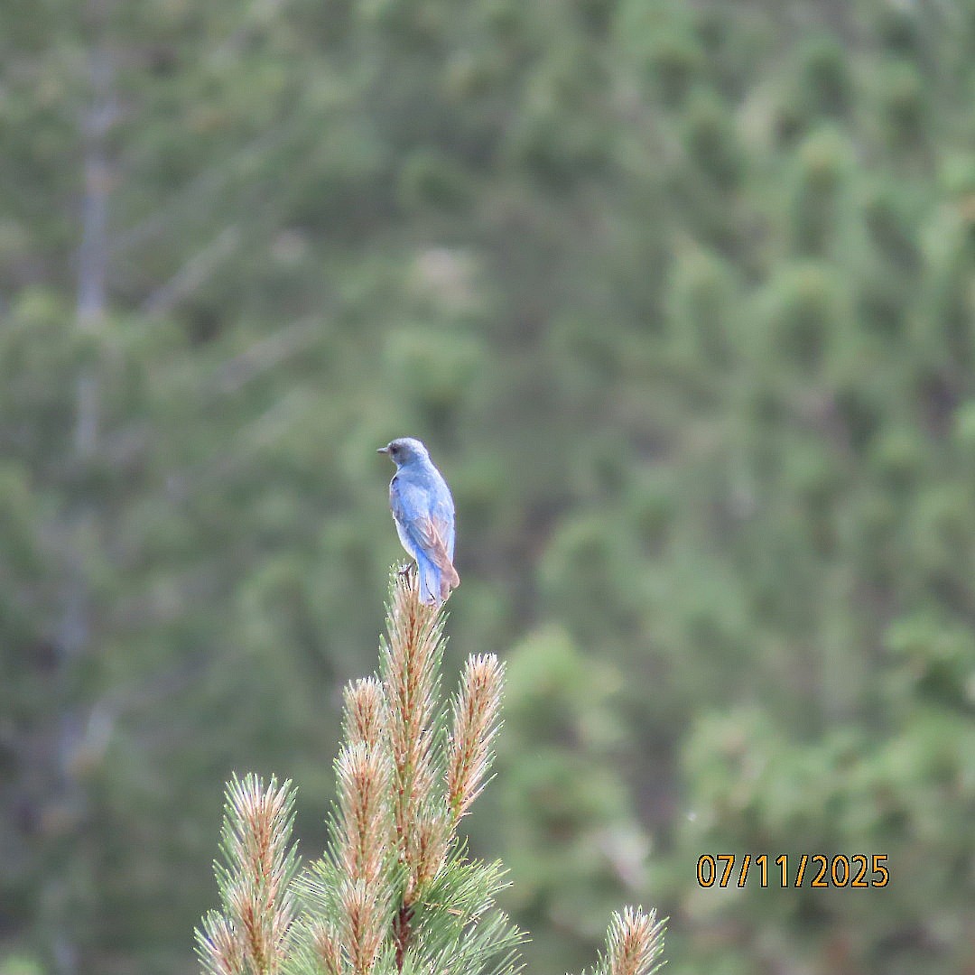Mountain Bluebird - ML638778782