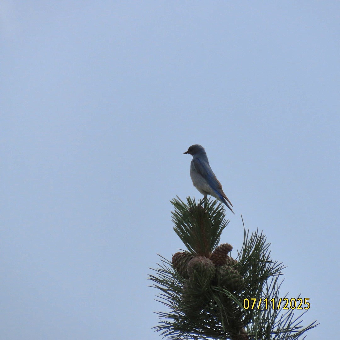 Mountain Bluebird - ML638778783