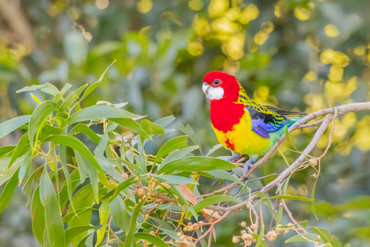 Rosella orientale - ML638778784
