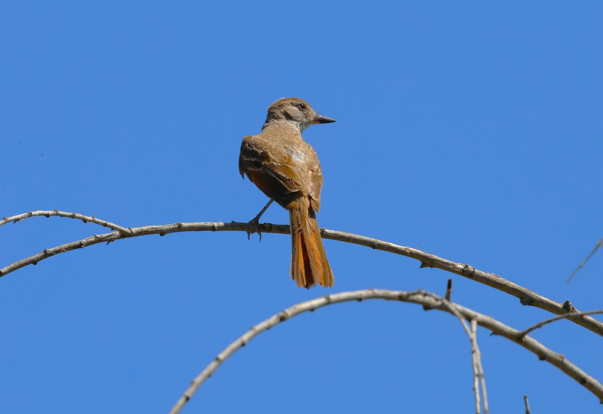 Ash-throated Flycatcher - ML638778793