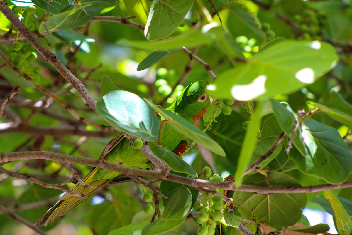 White-eyed Parakeet - ML638778800