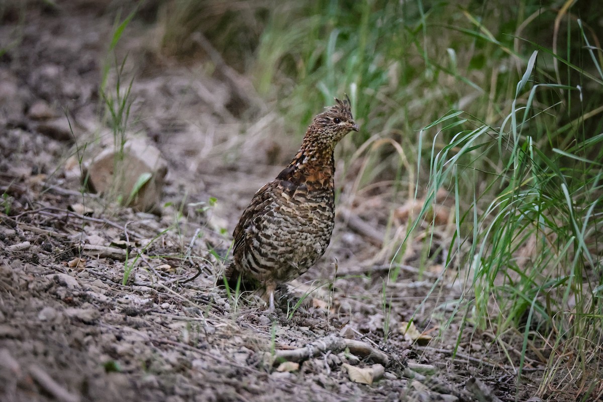 Ruffed Grouse - ML638778804
