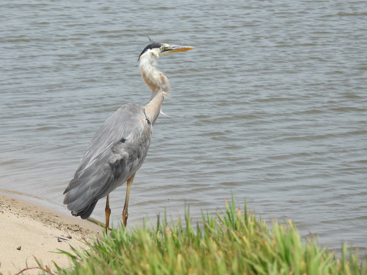Great Blue Heron - ML638778806