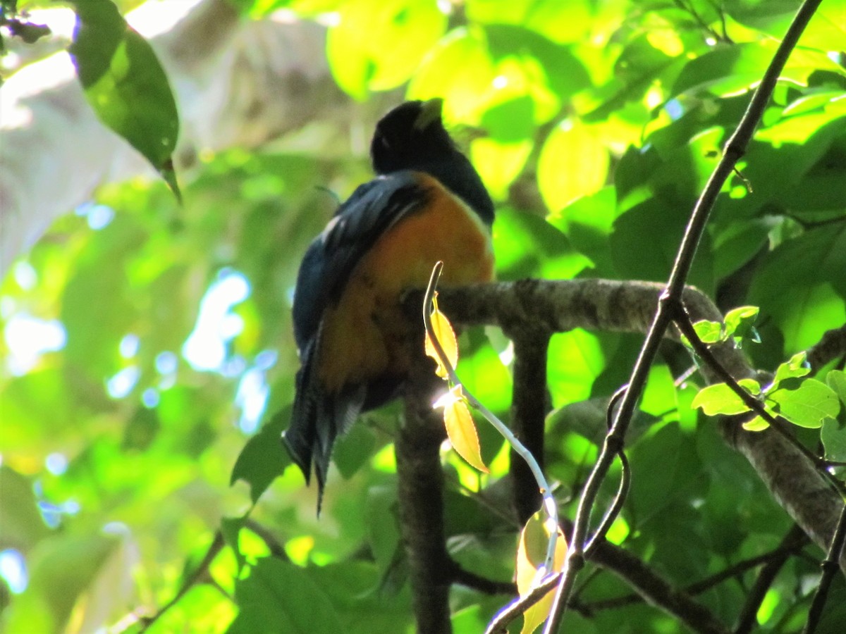 Gartered Trogon - ML638778809