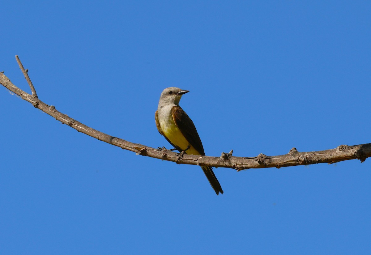 Western Kingbird - ML638778810