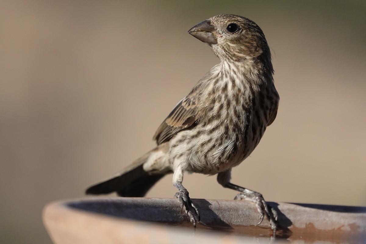 House Finch - ML638778821