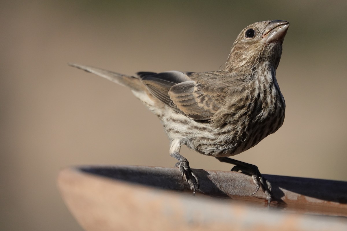 House Finch - ML638778822