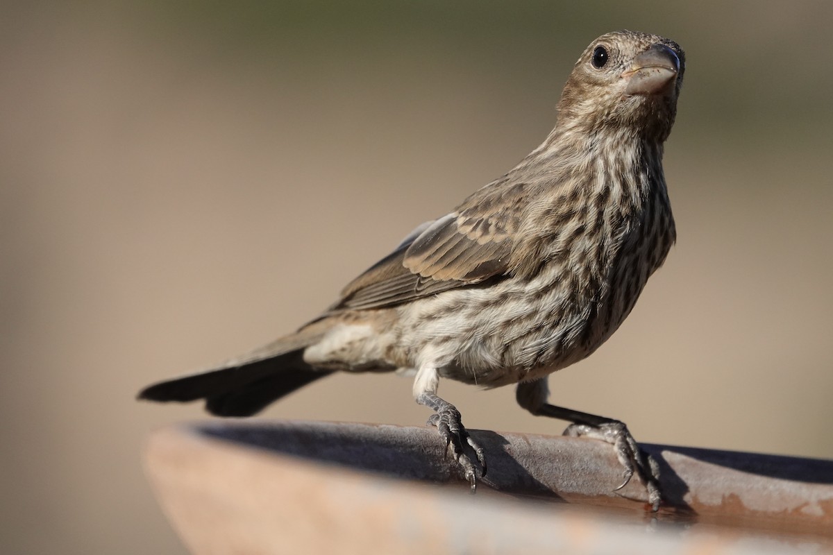House Finch - ML638778823
