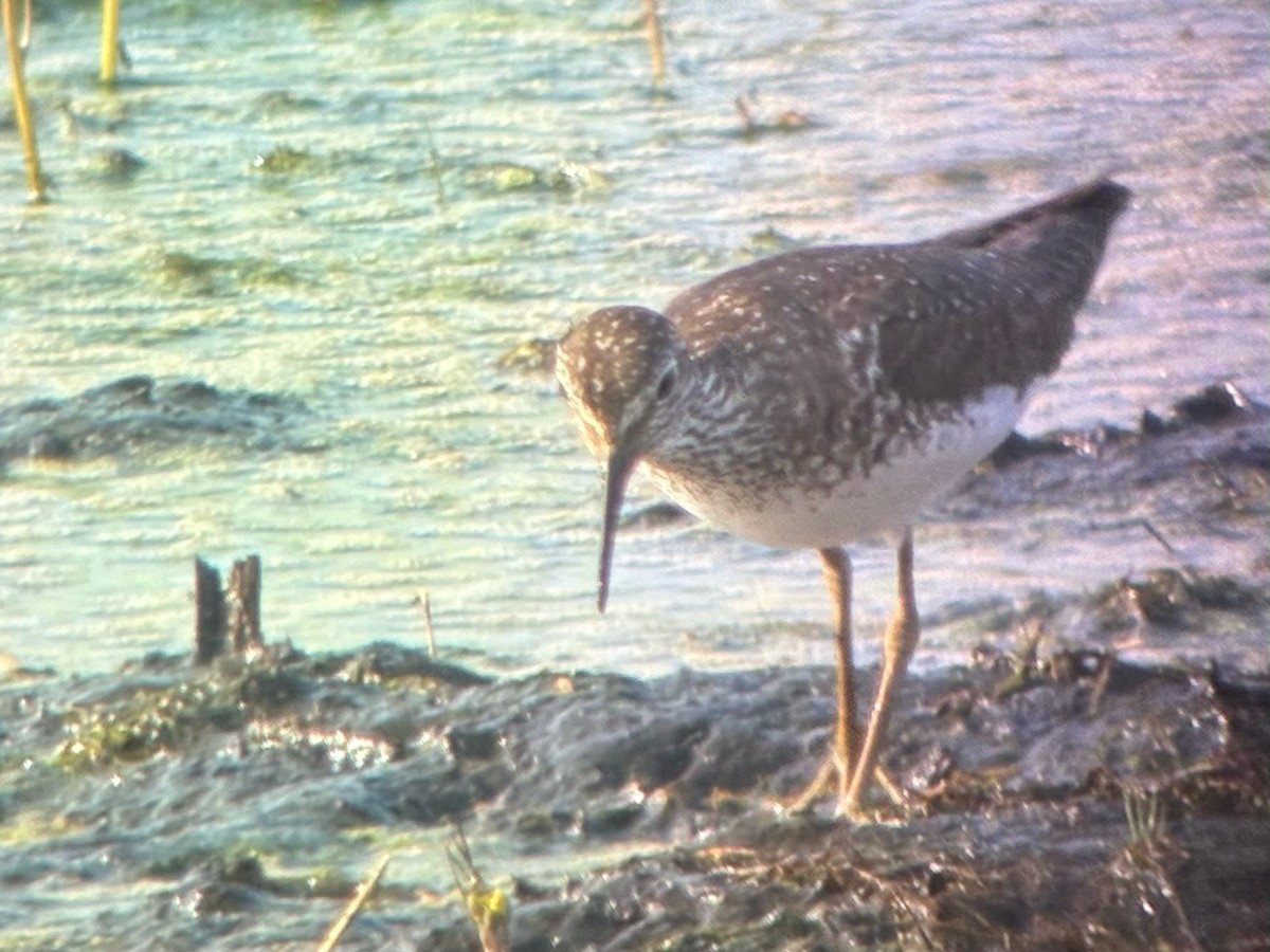 Solitary Sandpiper - ML638778834