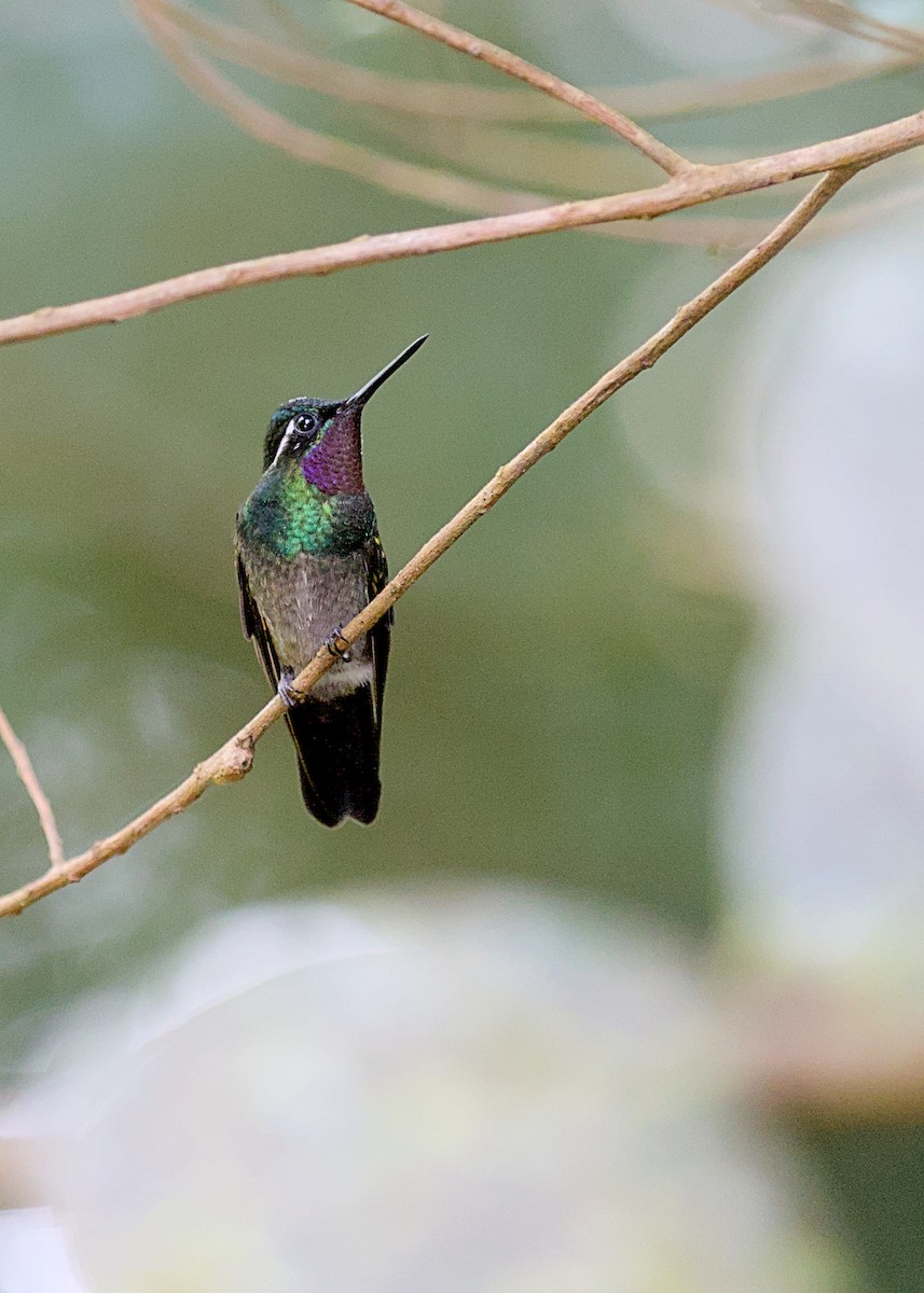 Purple-throated Mountain-gem - ML638778836