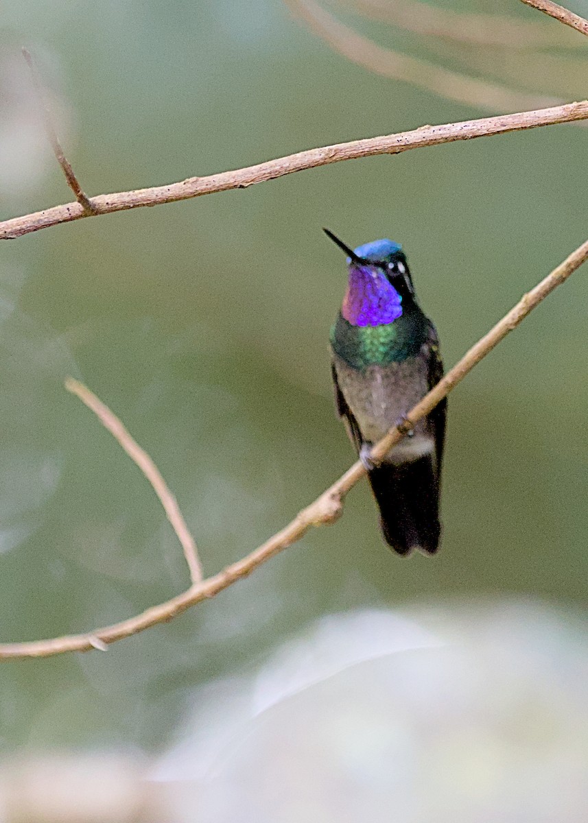 Purple-throated Mountain-gem - ML638778837