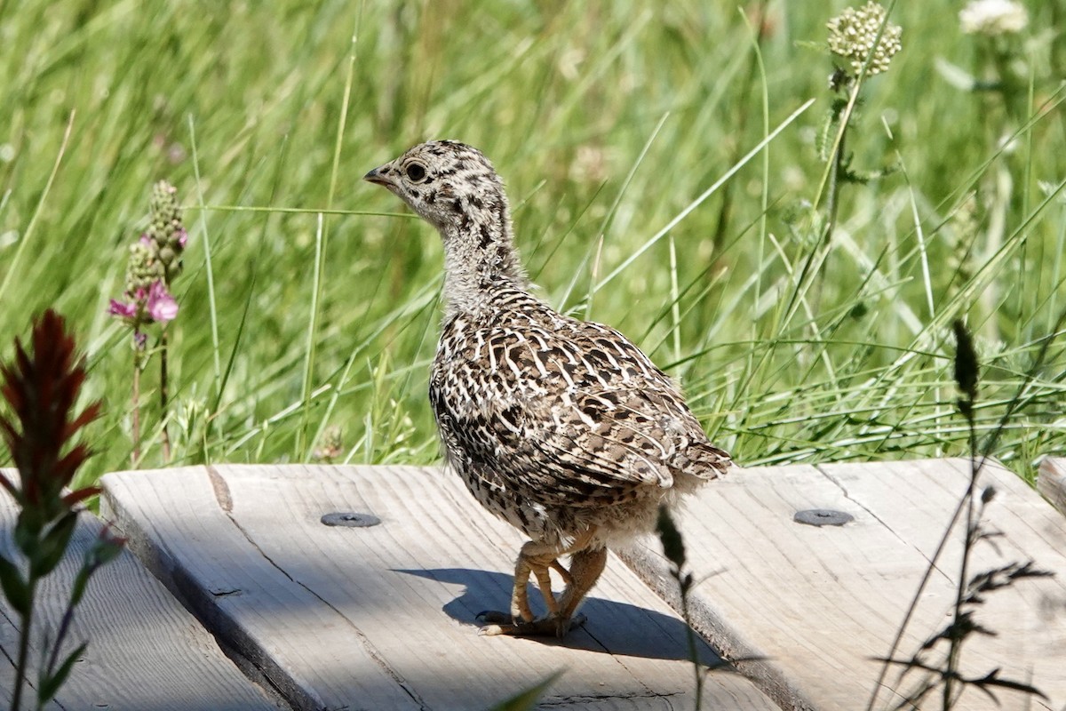Sooty Grouse - ML638778842