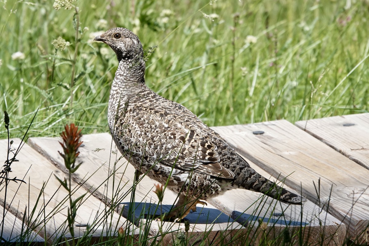 Sooty Grouse - ML638778844