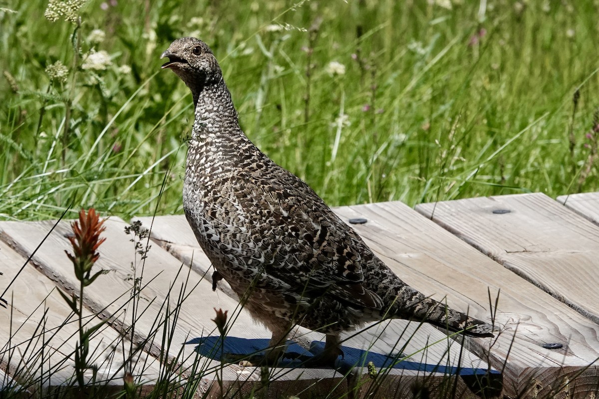 Sooty Grouse - ML638778845