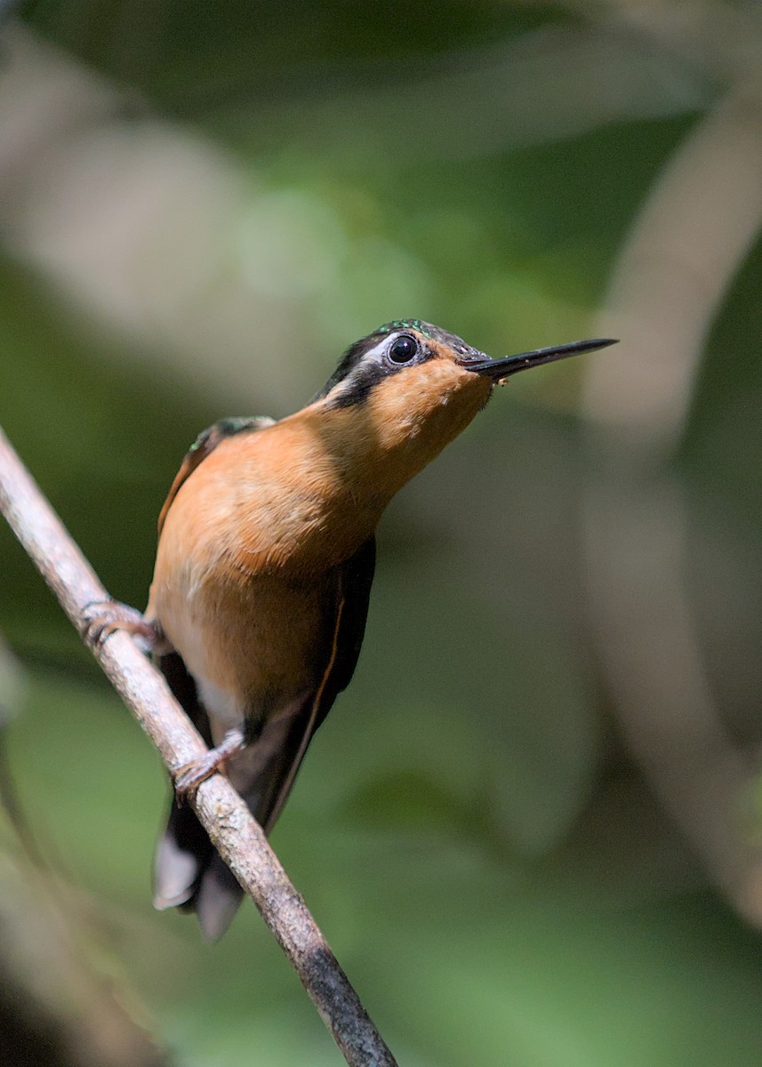 Cinnamon Hummingbird - ML638778849